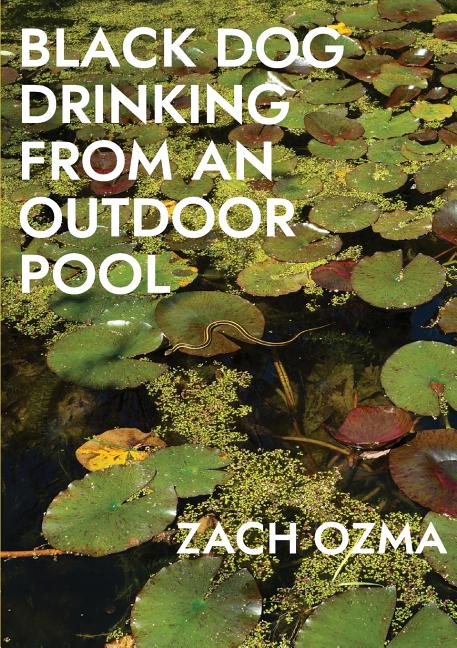Black Dog Drinking from an Outdoor Pool - Ingram