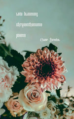 Late Blooming Chrysanthemums - Ingram